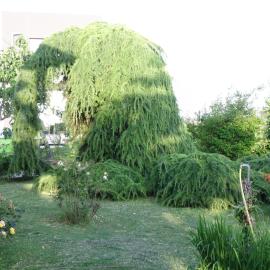 Apartments Ribić