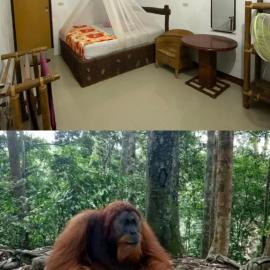 Brown Bamboo Guest house & jungle trekking orang-utan、ブキットラワンのホテル
