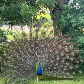 Family and pet friendly farm stay, hotel in Ballyshannon