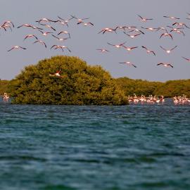 Flamingo Beach Hotel, khách sạn ở Umm Al Quwain