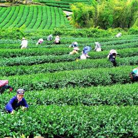 Tianyi Homestay, Hotel in Fenchihu