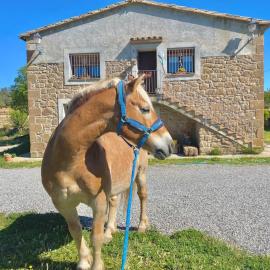 La Caseta del Solà,turisme slow a Torà, hotel em Sant Serni de Llanera