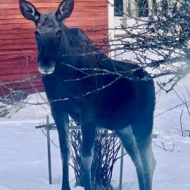 Bäckafallet Bergslagen, hotelli kohteessa Riddarhyttan