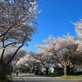 Bloom House 樱花民宿, hotel a White Rock