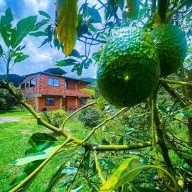 Retro Finca Urrao - Peaceful Avocado Farm Retreat, hotel a Urrao