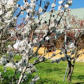 Kathmandu Farmstay - Pool Table, Ping Pong, Bicycles, PlayStation, Netflix, close to Bathurst and Mayfield Garden, hotelli kohteessa Brewongle