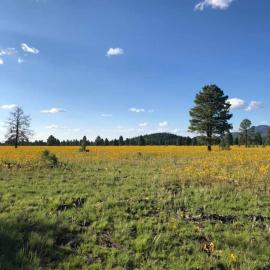 Williams Cabin-2 acres-Polar Express-Fire Pit, hotel v destinácii Williams