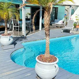 Plumeria holidays