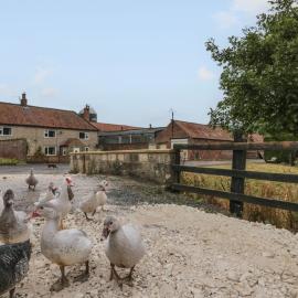 Bellmanear Farm Cottage, Hotel in Malton