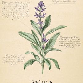Le Floreali - Casa Salvia