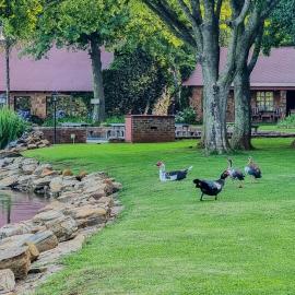 Critchley Hackle Lodge, hotel a Dullstroom