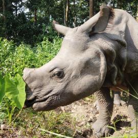 Kings jungle safari & Culture home stay – hotel w mieście Meghauli