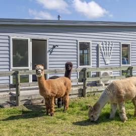 Sandy Knolls में, होटल Alpaca Serenity Farmhouse