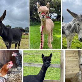 A space with amazing views and alpacas to enjoy