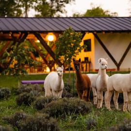 The Tribe Alpaca Retreat, hotel a Brăneşti