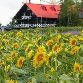 Woody Life – hotel w mieście Kami-furano