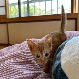 猫と泊まれる宿にゃんstay, hotel u gradu Kure