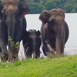 Dreams home estate stay coorg B, hotel in Suntikoppa