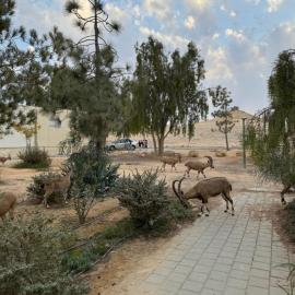 הבית המדברי, hotel in Mitzpe Ramon