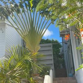 Traveler's Tree Palm House
