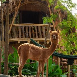 Alpaca Lodge, Hotel in Tanah Lot