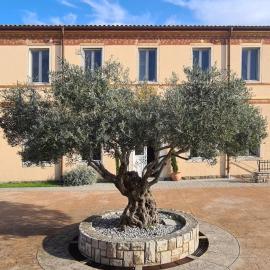 Guesthouse Stara šola Korte - Oleander Resort、イゾラのホテル