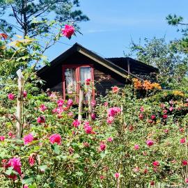 Romantic house 2 on a pine hill Dalat