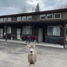 Corral Villas Yellowstone, hotel in Gardiner