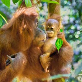 See Orangutan Sumatra, hotelli kohteessa Timbanglawang 1