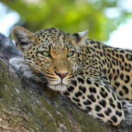 Jukskei Big 5 - Leopard, Hotel in Randburg