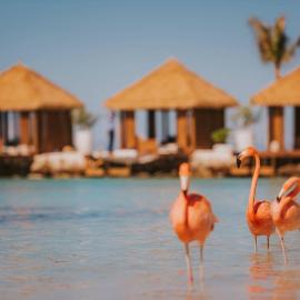 Renaissance Wind Creek Aruba Resort، فندق في أورانيستاد