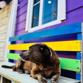 Go Slow Guesthouse, khách sạn ở Caye Caulker