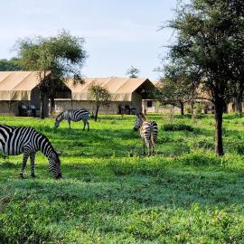 Africa Safari Ngorongoro Ndutu Camping, Hotel in Sinoni