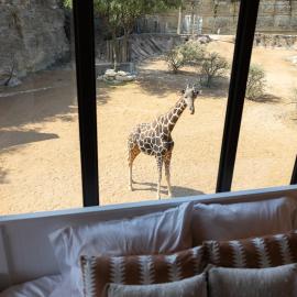 San Antonio Zoo - Spekboom Giraffe Lodge, hotel di San Antonio