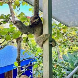 Peace of Paradise Breakfast Included Free Manuel Antonio Park Tour, hotel v destinaci Manuel Antonio