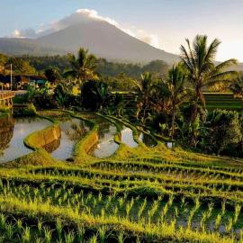 Dedari Lodge Jatiluwih Rice fields