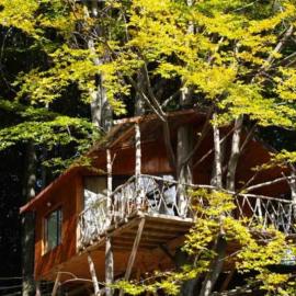 Predeal में, होटल Harmonie Tree house Cotagges Chalet Predeal Trei Brazi