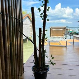 Star house old town lanta