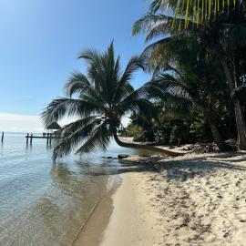 Palm & Pelican