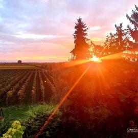 Herzlich inmitten der Weinreben
