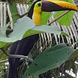 Los Paniquines Ecolodge، فندق في دريك