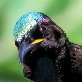 Riflebird Lodge, hotel u gradu 'Topaz'