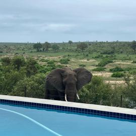 Horizons River Lodge Mjejane, hotell i Hectorspruit