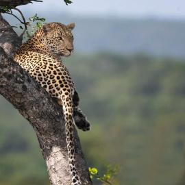 Kruger Yebo Safari Tents-Stay Inside Kruger, Hotel in Skukuza