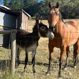 Little creek farm stay, Hotel in Norton Summit