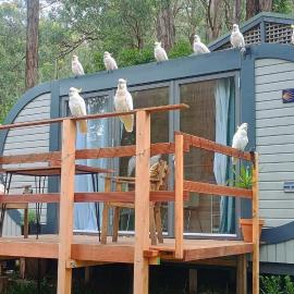 Timber Cabin in Selby near Puffing Billy, hotel in Selby