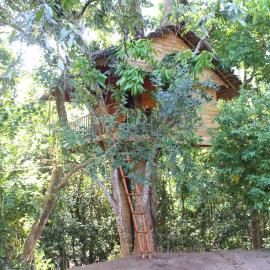 Tree House-Midigama