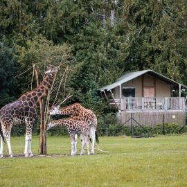 Knuthenborg Safaripark