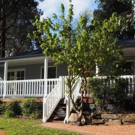 Wattle Tree Cottage - Bridgewater