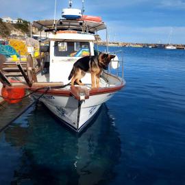 Poseidon boat trips